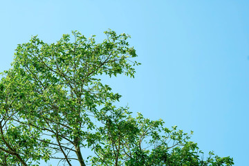 Green leaves background