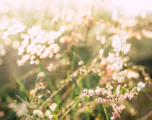 Fototapeta premium Dry grass at sunset