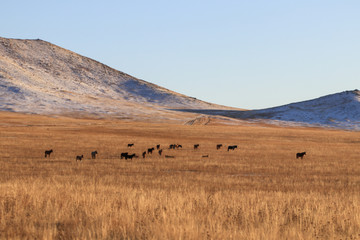 Obraz premium Mountain and animals