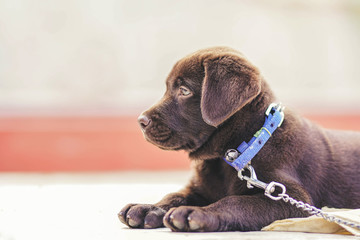 labrador pup resting on an sunny day