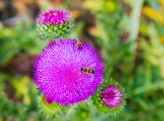 Beautiful view with bee on the fresh flower - close up view