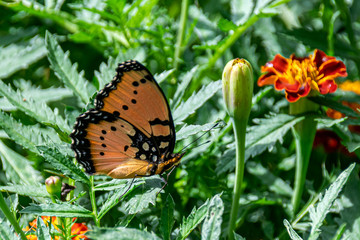 Gaudy Commodore butterfly (precis octavia) displaying summer colours of orange, red and black, Entebbe, Uganda