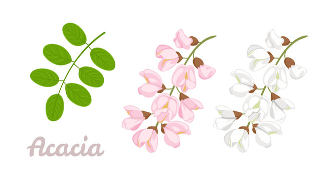 Sprigs of blooming acacia and green leaves isolated on white background. Acacia flowers pink, white. Vector floral illustration in cartoon simple flat style.