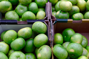 Grapefruit harvest. many grapefruit. grapefruits for food textures and backgrounds. A backdrop of grapefruits.