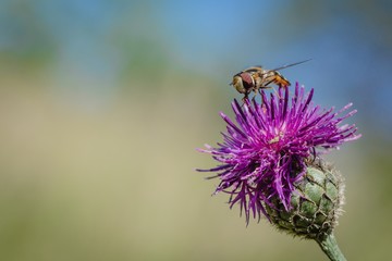 Small insect, a pied hoverfly, sitting on purple knapweed flower on a summer sunny day. Blue sky and green grass in the background. Space for text.