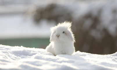 white funny fluffy rabbit in the snow
