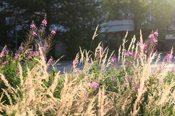 Landscape with grass and fireweed	