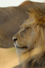 Vertical selective focus shot of a magnificent lion in the desert © Ozkan Ozmen/Wirestock