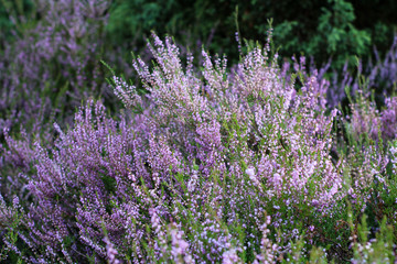 Heather flowers growing in the wood