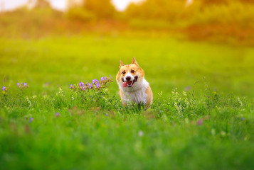  ginger Corgi dog puppy runs merrily across a green bright meadow on a Sunny summer day with his tongue sticking out