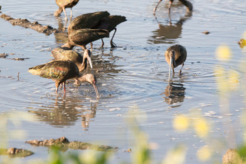 Glossy ibis feeding in shallow water at wetlands.