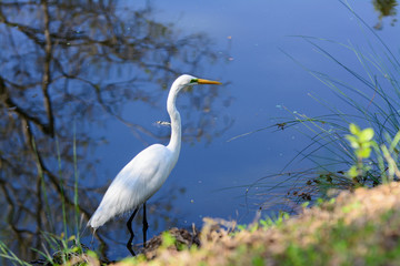 Great egret bird wading and stalking in polluted water .