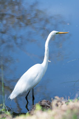Great egret bird wading and stalking in polluted water .