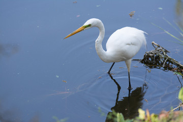 Great egret bird wading and stalking in polluted water .