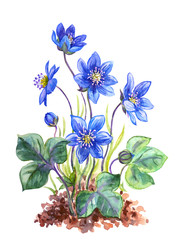 Hepatica, liver-leaf or royal coppice watercolor botanical illustration on a white background, isolated.