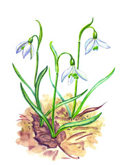 Snowdrop Galanthus watercolor botanical illustration on white background, isolated.