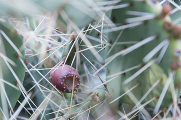 Large thorny spines on prickly pear cactus pads to fruit .