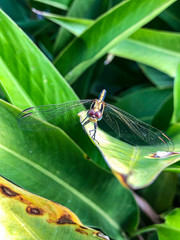 Banded groundling dragonfly (Brachythemis leucosticta) resting on a branch twig, Entebbe, Uganda