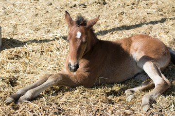 Young colt pony baby horse laying down in stall .