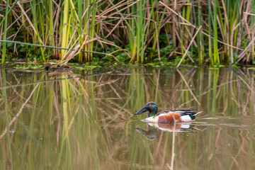 Northern shoveler drake duck male swimming wetland.