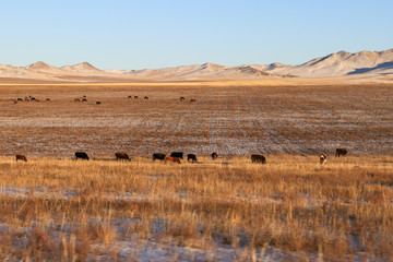 Mountain and animals