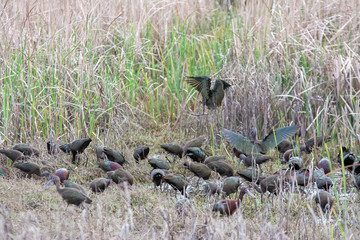 Glossy ibis feeding in shallow water at wetlands.