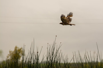Hawk flying over marshland wetland .