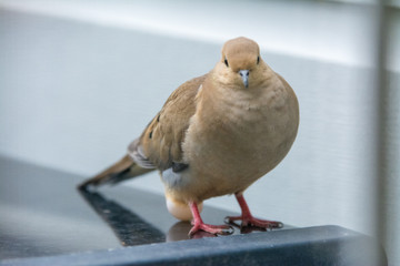 Mourning dove laying egg on top of barbecue .