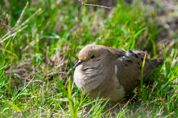 Mourning dove sitting nesting in green grass.