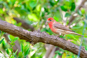 Red house finch bird perched on small twigs. .