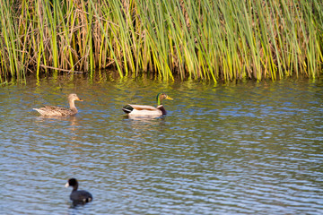 Mallard ducks swimming in wetlands.