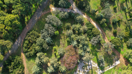 Aerial drone top down photo of beautiful nature in Greenwich park, London, United Kingdom