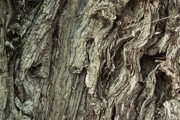 Spróchniałe drzewo © Grzegorz Polak