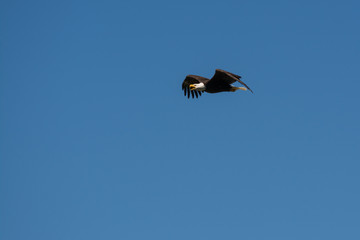 Bald eagle flying with plain blue background .