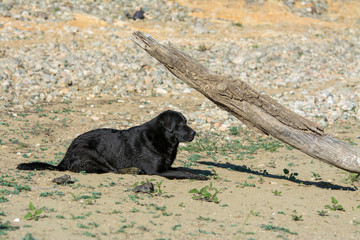 Black labrador dog laying down on grass.