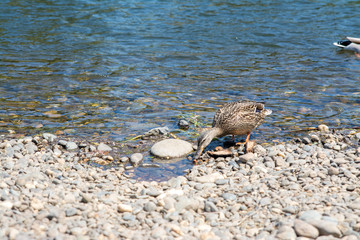 Female mallard duck walking on shore feeding .