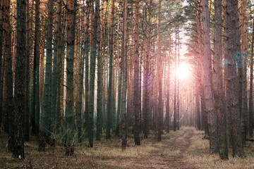 Forest. Path in the forest. Oak Leaf. Walk in nature.