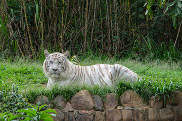 White tiger lying on the grass