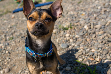 Small chiwawa mix dog with bent ear portrait .