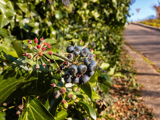 Black berries of Colchis ivy (lat.Hedera colchica) with green leaves on a blurry background in autumn day under natural light.