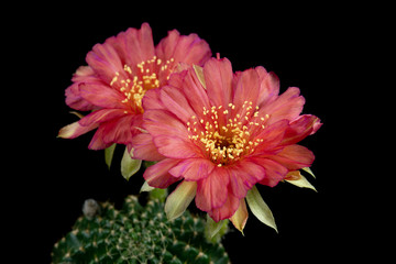 Cactus Flower Pictures Beautiful Blooming In Colorful.