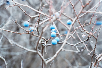 Wild thorns on bare branches in late autumn. Prunus spinosa