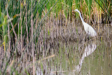 Great egret bird standing in shallow water along the reeds.