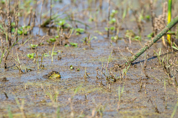 Bullfrog popping head out of water .