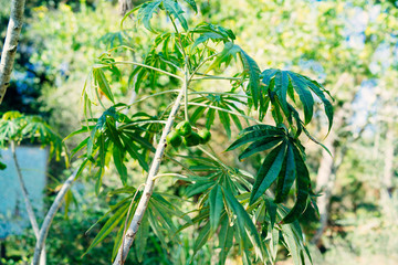Green jatropha multifida shrub fruit