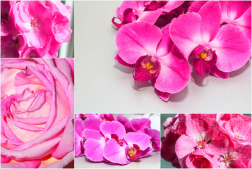 Collage in pink color. Collage of roses and orchids. Greeting card for the holiday of Valentine's Day, Mother's Day, Birthday.