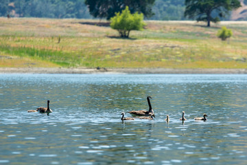 Family of canadian geese swimming in water .