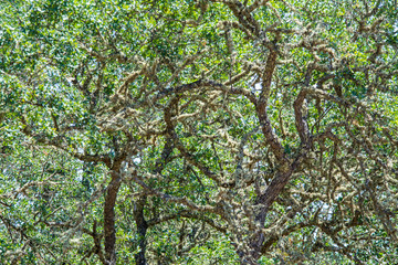 Oak tree canopy green spring natural background.
