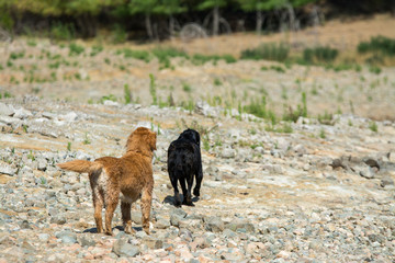 Two dogs running along the rocky terrain .