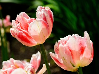 Blooming tulips